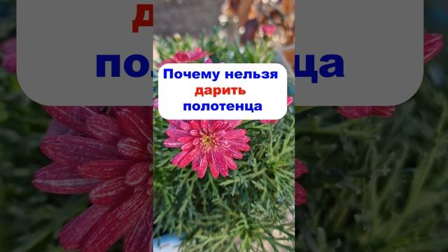 Почему нельзя дарить полотенца по народным приметам смотреть онлайн