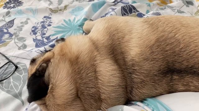 МОПС ТЕДДИ РАЗРЫВАЕТ ПОДОДЕЯЛЬНИКИ!