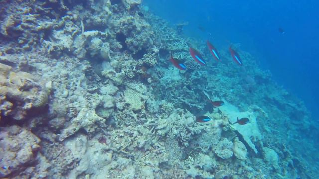 Мальдивы Four Seaons Kuda Huraa под водой смотреть онлайн