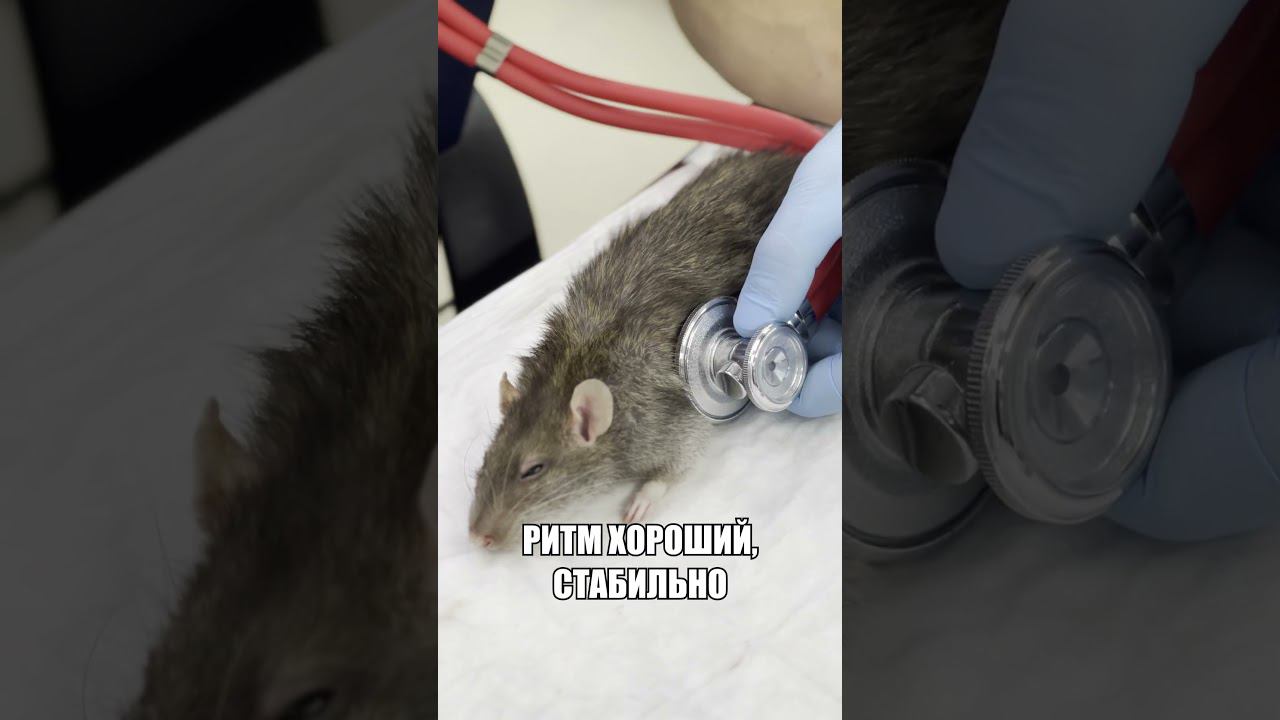 Крыса задыхается #shorts #ветеринария #животные #ветеринарнаяклиника #помощь #крыса смотреть онлайн