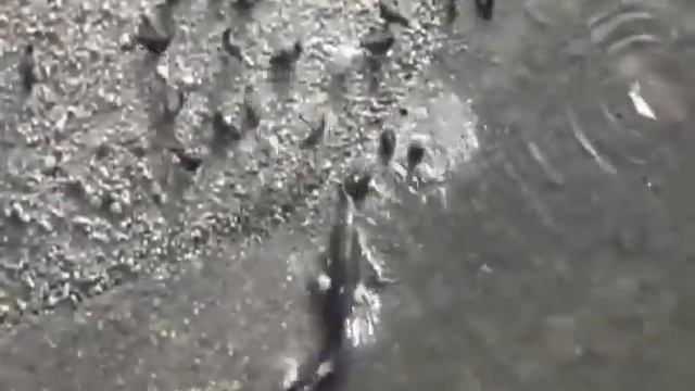 Чернобыльские сомы мутанты охотятся на голубей смотреть онлайн