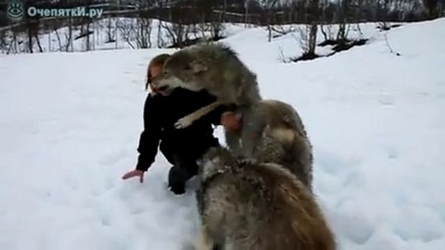 Волки дружат с девушкой смотреть онлайн