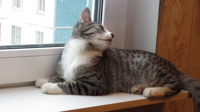 Кошка лежит на подоконнике и смотрит в окно на падающий снег! ) смотреть онлайн