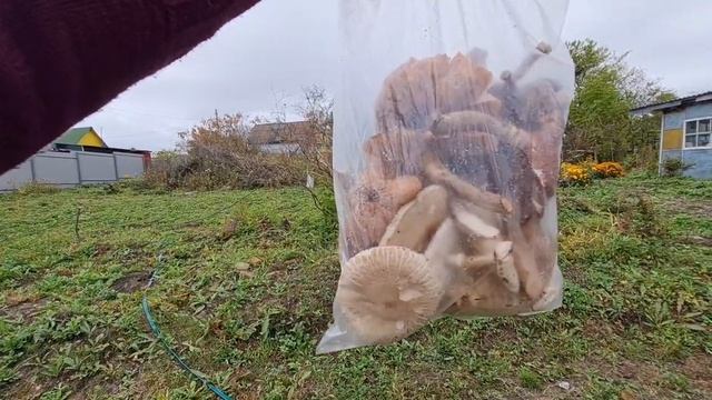 ДАЧА , ГРИБЫ НА ДАЧЕ ДЛЯ СОСЕДКИ смотреть онлайн