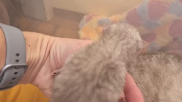 Сладкий маленький котенок спит на маме кошке, тихо мяукает и видит прекрасные сны смотреть онлайн
