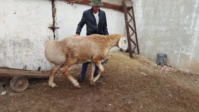 Гиссарский баран грубого типа Слон 3,5 года рост в холке 106 см.живой вес был 189 кг. ( +7905444479 смотреть онлайн