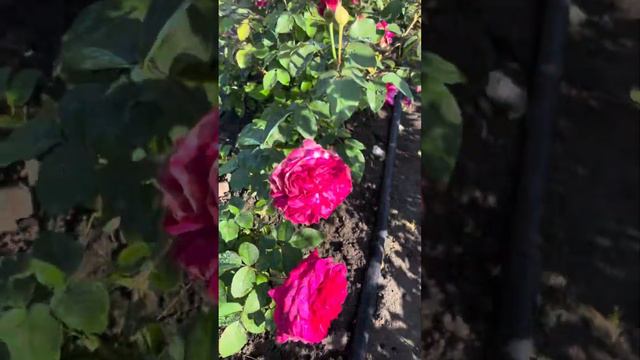 Поле саженцев роз на 25 августа 🥀Каталог rozi-yulii.ru🥀 #растения #саженцыроз смотреть онлайн