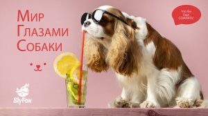 Приколы с собаками. Самое смешное видео.