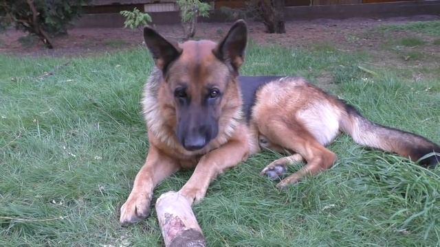 РЭЙ Ральфович - взрослый ЩЕНОК. Кобель немецкой овчарки 2,5 года. Male German Shepherd. смотреть онлайн