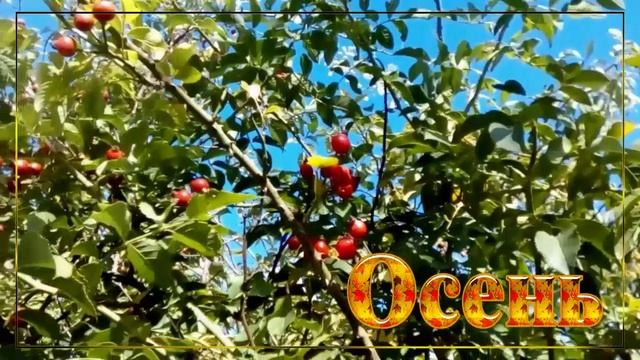 Всё Прекрасно - Осень! ??? Очень Красивая Музыкальная Открытка! ❤️ смотреть онлайн