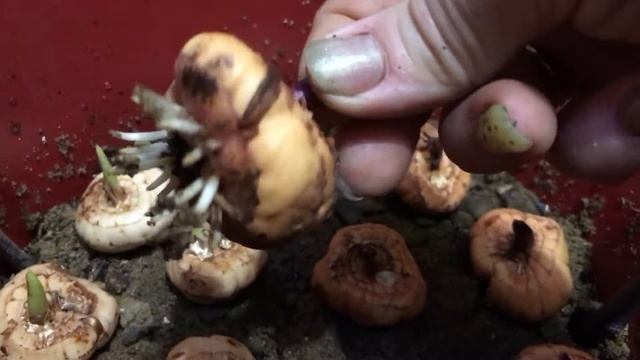 Гладиолусы в вёдрах посадка смотреть онлайн