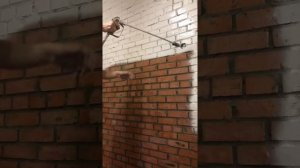 Покраска кирпича Белый цвет в стиле Loft