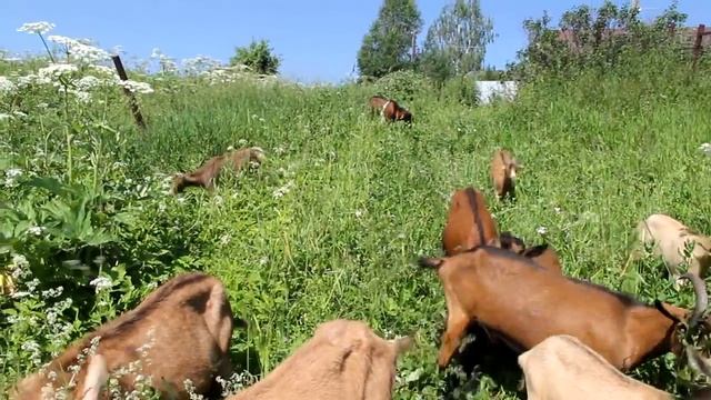 Козочки чешской породы на выгуле смотреть онлайн