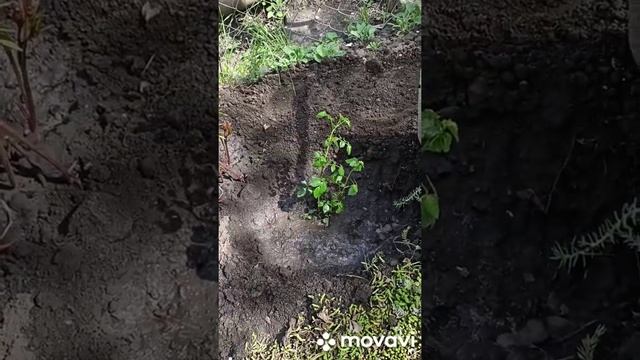 ДАЧА. ЧАСТЬ ВТОРАЯ. ПОСАДКА РОЗ И ЛИЛЕЙНИКОВ. смотреть онлайн