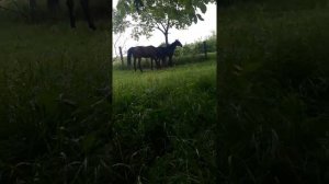 Спаривания лошади жесть