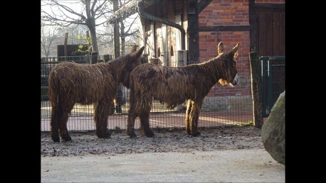 Equus Asinus • EQUIDAE • Poitou Ezel