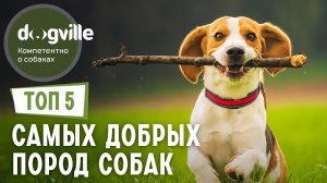 ТОП 5 Самых ДОБРЫХ пород собак