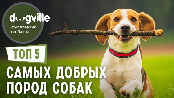 ТОП 5 Самых ДОБРЫХ пород собак