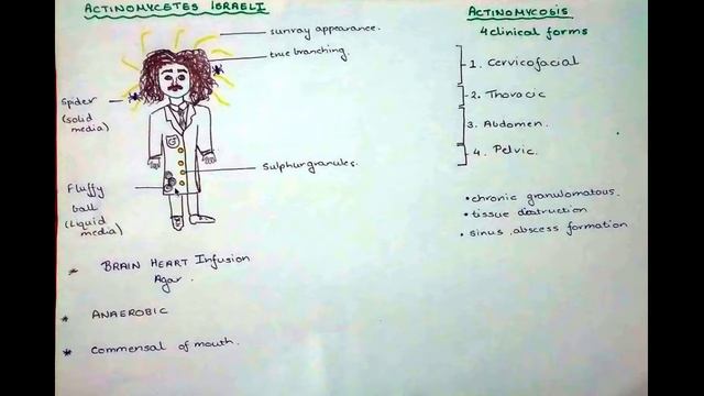 Actinomycetes israelii as Einstein! смотреть онлайн
