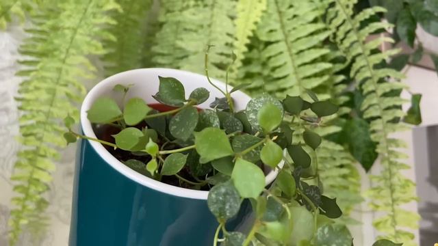 ОБЗОР РАСТЕНИЙ. Цветочные изменения 🌱 смотреть онлайн