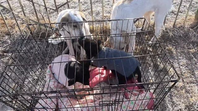 Ищем дом собачкам смотреть онлайн