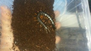 Содержание кольчатой сколопендры [ИДЕАЛЬНАЯ ПЕРВАЯ СКОЛОПЕНДРА]