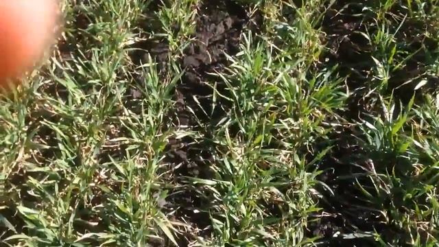 Борона-мотыга ротационная. Работа по озимой пшенице. смотреть онлайн