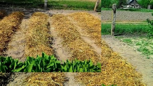 Посадка картофеля с использованием соломы смотреть онлайн