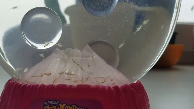 Размножение ракообразных Sea- Monkeys смотреть онлайн