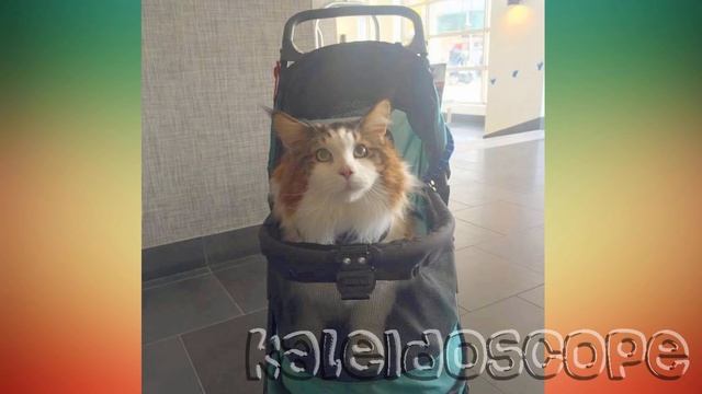 Кот Самсон весом 13 кг.-Самый Крупный Кот Нью Йорка! смотреть онлайн