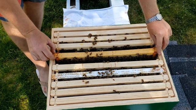 второй осмотр пчелы и начало борьбы с клещом смотреть онлайн