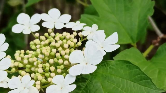 16 июня народный праздник Лукьян Ветряк.Народные приметы и традиции. Что можно и нельзя делать. смотреть онлайн