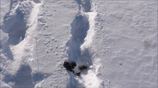 Лоси и косули. На коне по зимнему лесу. Moose and deer. On a horse through the winter forest. смотреть онлайн