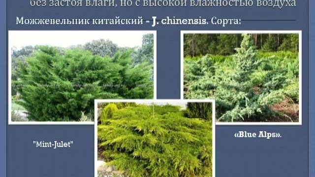 Хвойные растения в дизайне северного сада смотреть онлайн