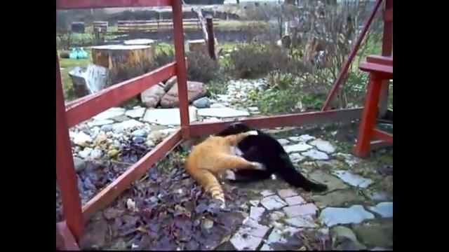 драки котов мега угарная подборка (cat fight) смотреть онлайн