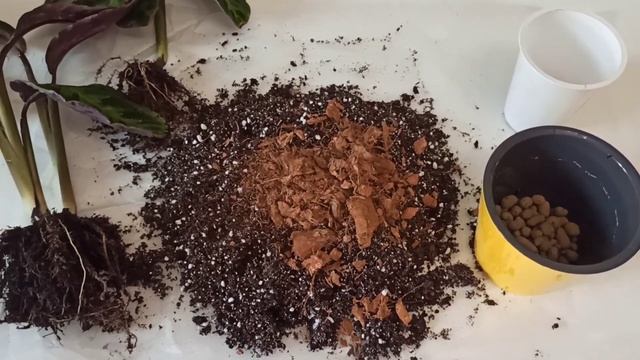 Калатея Варшевича (Calathea Warscewiczii). Пересадка.