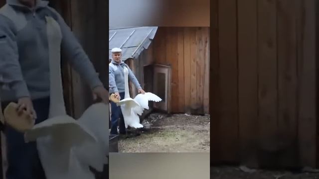 Животные встречают хозяев после долгой разлуки.?часть 1 смотреть онлайн