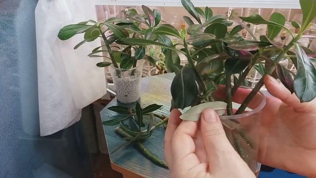 АДЕНИУМЫ. КАК УДОБНЕЕ УКОРЕНЯТЬ ЧЕРЕНКИ. 5 способов. смотреть онлайн