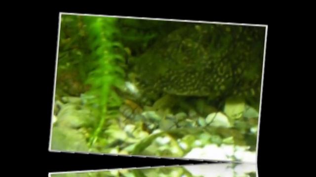 Анцитрус поедает гуппи (Ancistrus Eats Guppy)