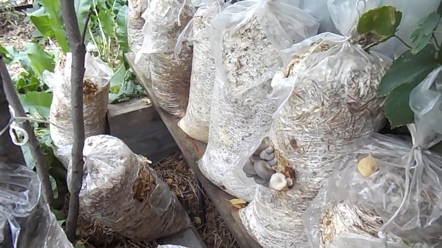 Продолжение грибной эпопеи по выращиванию вешенки 8.08.2021 смотреть онлайн