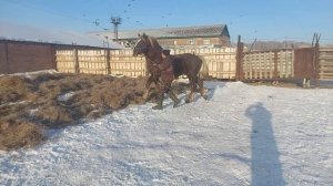 Советский тяжеловоз Рекрут 3года