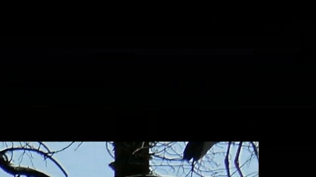 Цапля на Красном озере-болоте в Заречном 14.06.2019 смотреть онлайн