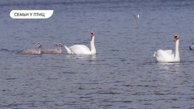 Популяции животных и их взаимодействие друг с другом смотреть онлайн