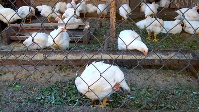 Выращивание бройлеров / Секреты выращивания бройлеров смотреть онлайн