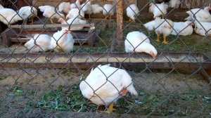 Выращивание бройлеров / Секреты выращивания бройлеров