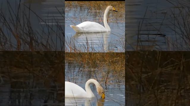 Лебеди смотреть онлайн