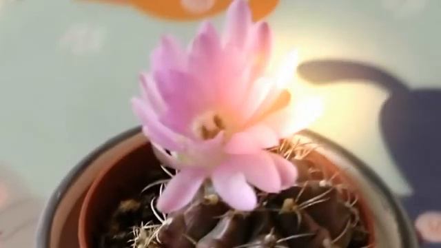 Как красиво цветет кактус смотреть онлайн