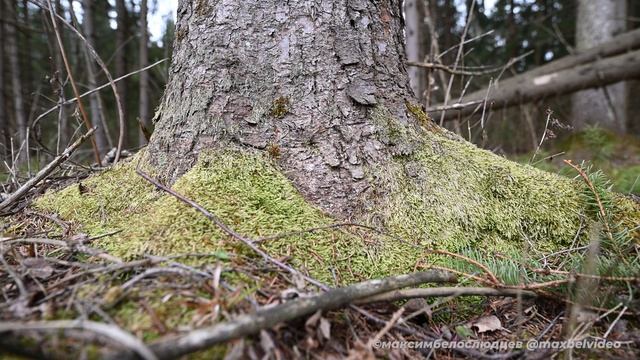 Лес весна, медитация, очищение - наполнение - излучение. смотреть онлайн