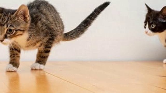 На двоих всего четыре лапки! У этих котят редкое заболевание смотреть онлайн