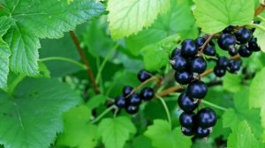 Характеристика смородины Катюша